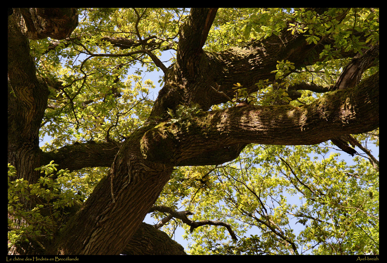 Massive, deeply ridged oak limbs covered in patches of moss spread beneath green leaves and blue sky; a black border carries the French title and Avel-Breizh’s credit.