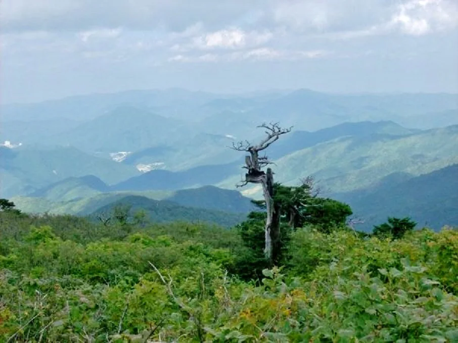 A weathered tree rises above green mountain vegetation, with layered blue-green ridges under a pale cloudy sky.