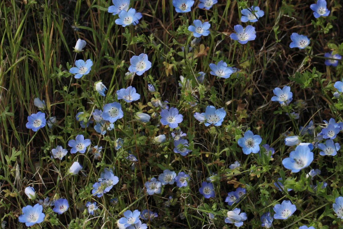 Small pale blue flowers with white centres rise among finely divided green leaves and dry grasses.