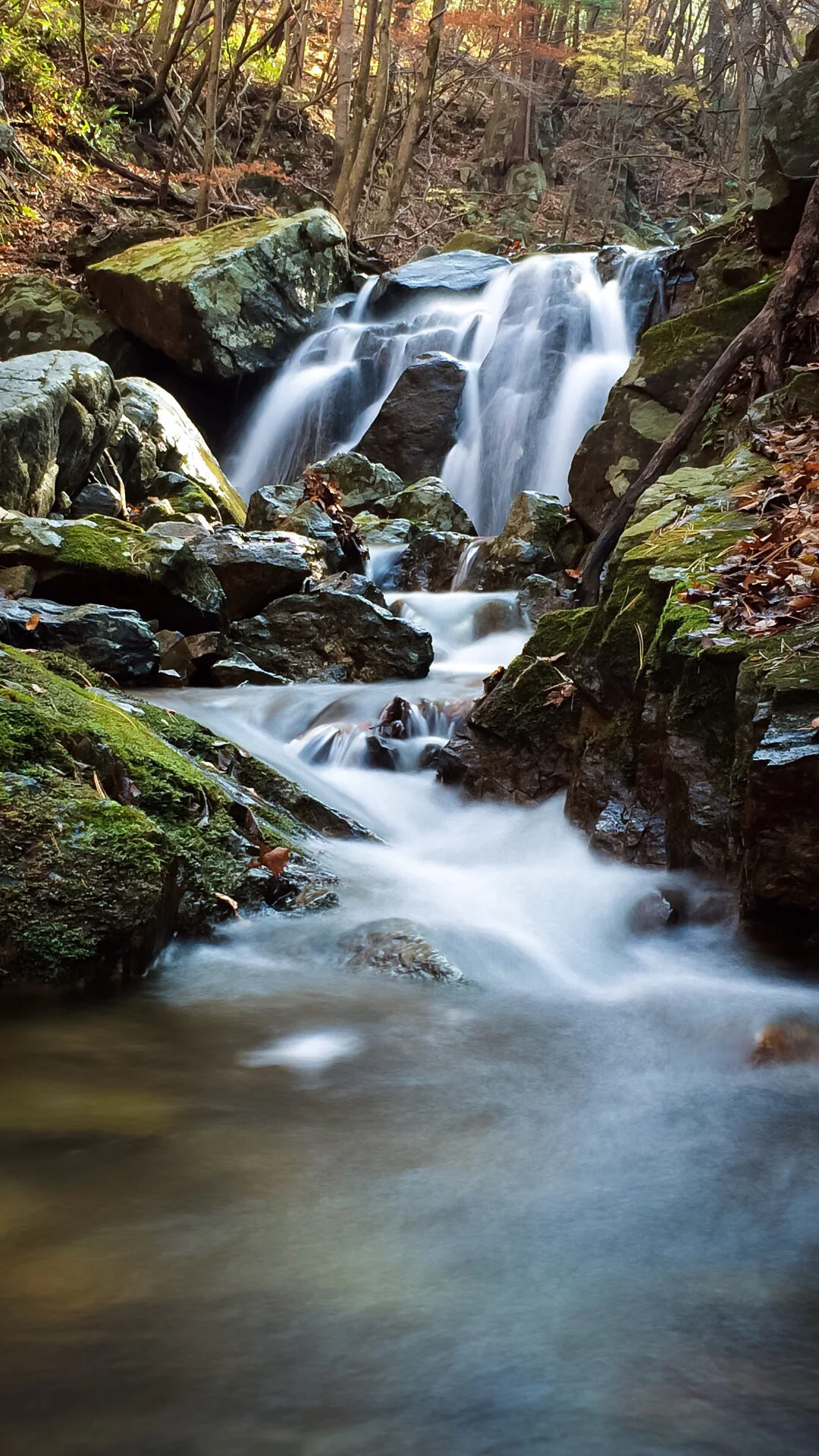 Water flows in smooth white ribbons over dark rocks through a wooded ravine, with moss, exposed roots and scattered autumn leaves.