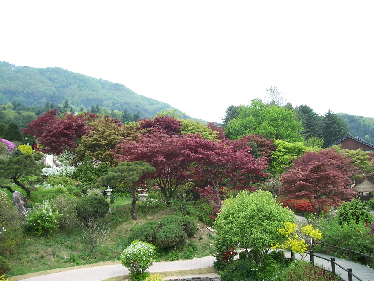 Red-leaved ornamental trees, green shrubs and intersecting garden paths below a wooded hillside and a bright white sky.