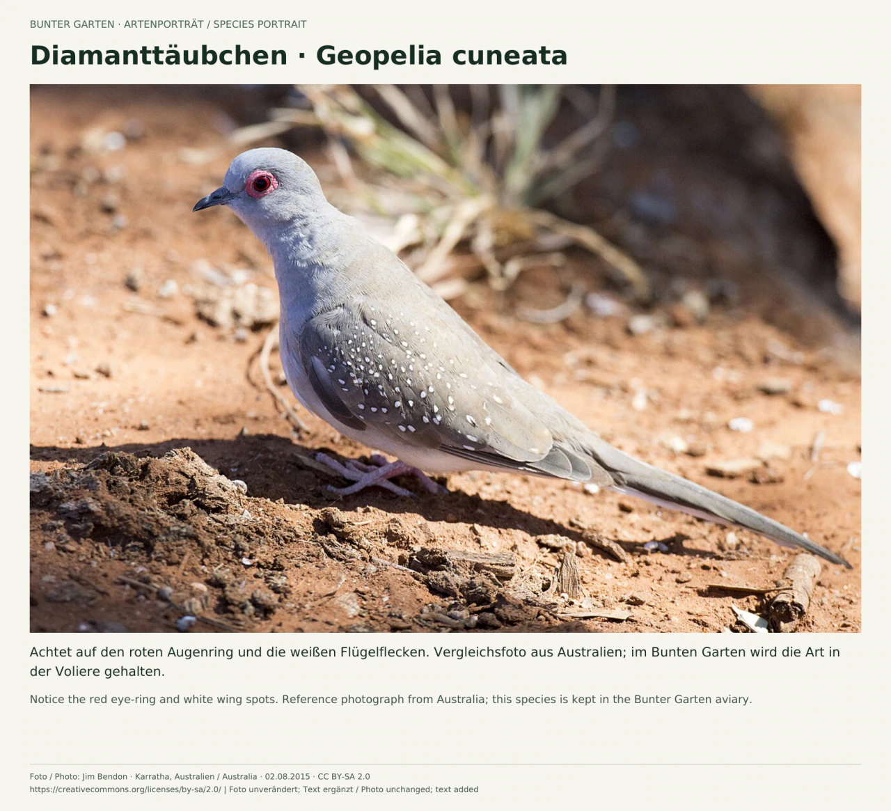 Ein kleines graues Diamanttäubchen steht im Profil auf rötlicher Erde. Ein roter Augenring, weiße Flecken auf den Flügeln und der lange schmale Schwanz sind deutlich zu sehen.