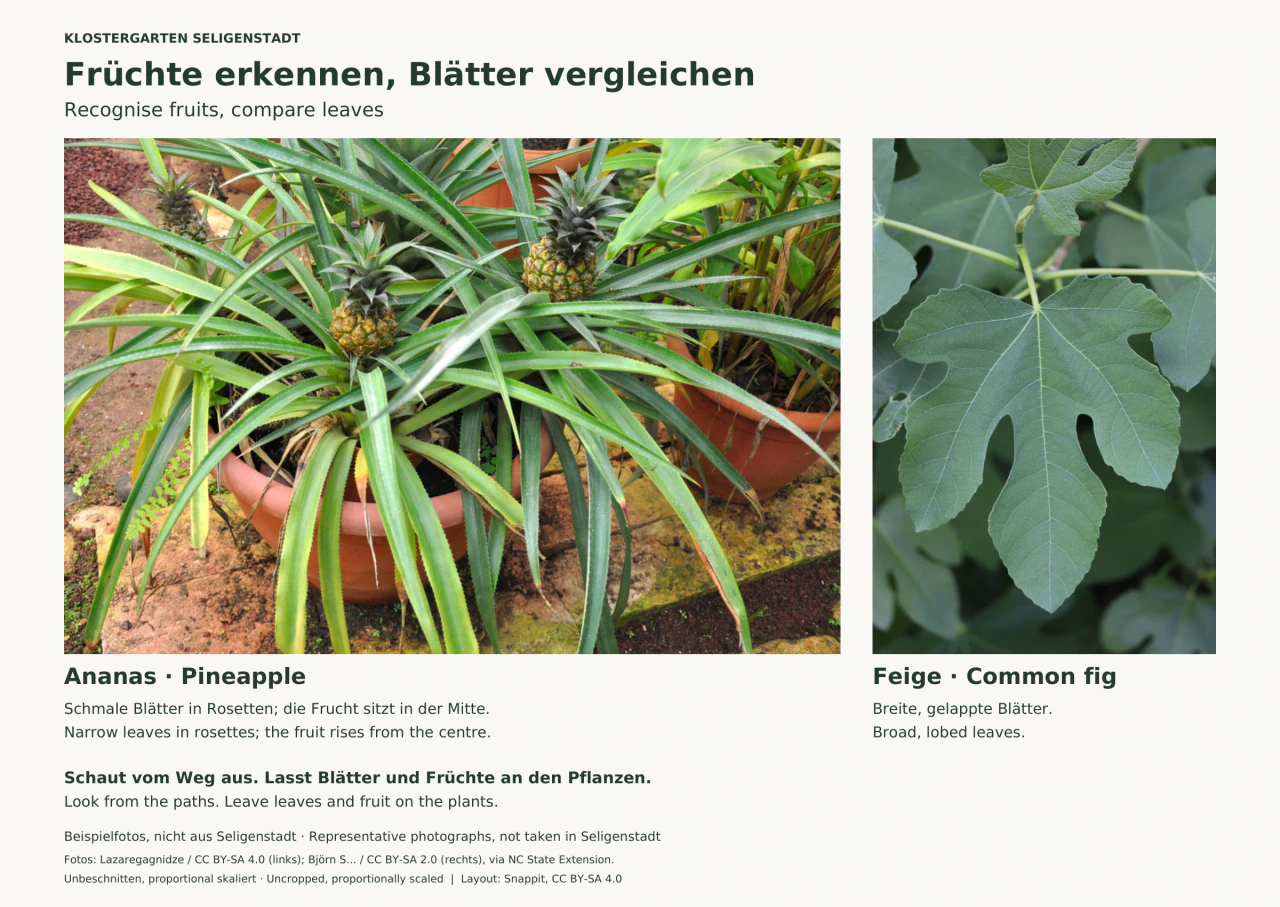 Zwei Fotos nebeneinander: links Ananaspflanzen in Tontöpfen mit schmalen, langen Blättern und mehreren kleinen Früchten; rechts ein großes grünes Feigenblatt mit fünf Lappen und hellen Blattadern.