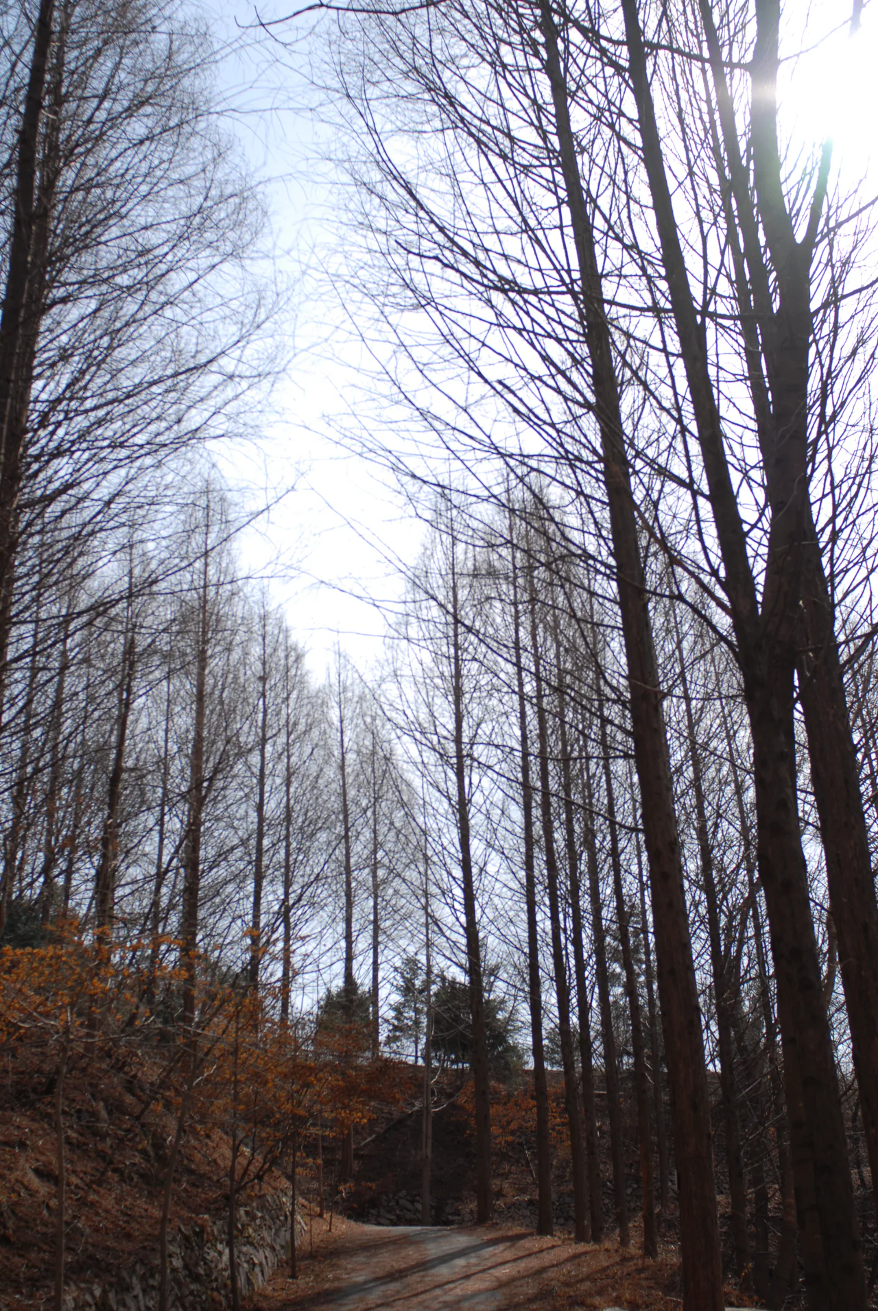 Tall leafless trees frame a curving path and a leaf-covered slope beneath a bright sky.