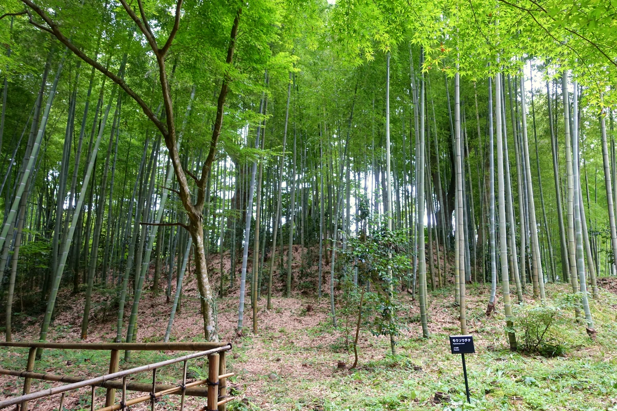 Tall, slender bamboo culms rise through a leafy green canopy on a wooded slope at Hakusan-jinja in Iwate, away from Sengan-en.