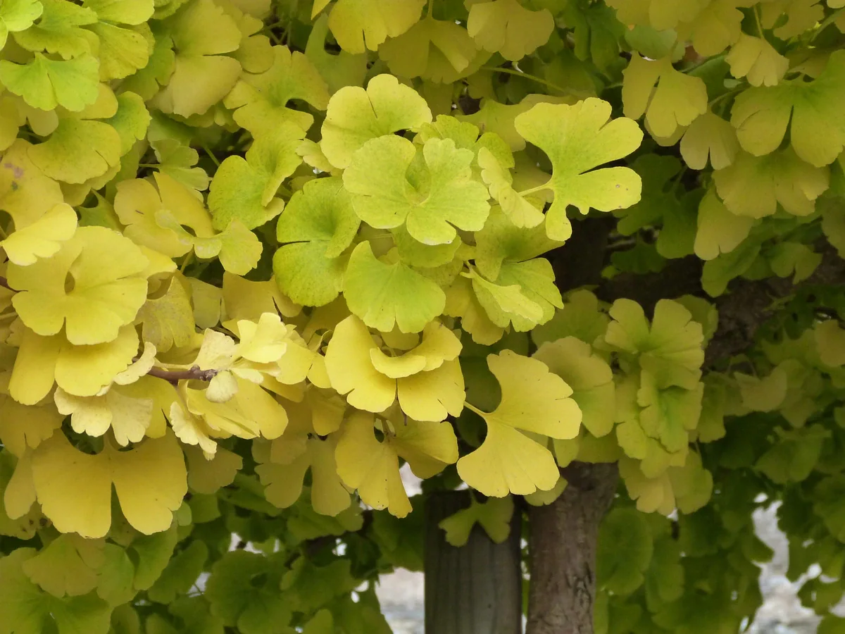 Fan-shaped yellow and green ginkgo leaves clustered along branches, photographed in France.