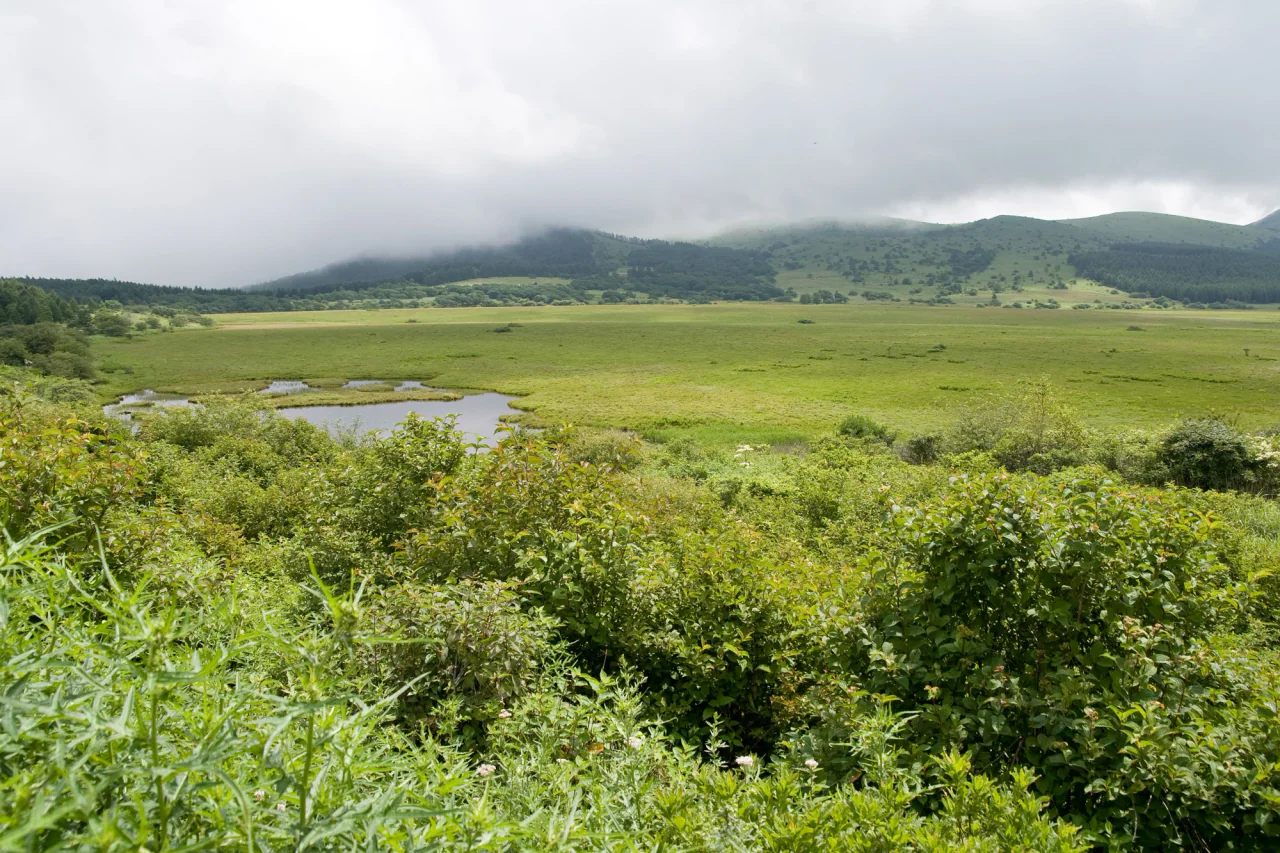 A broad green wetland with shallow pools, shrubs in the foreground and low hills under cloud.