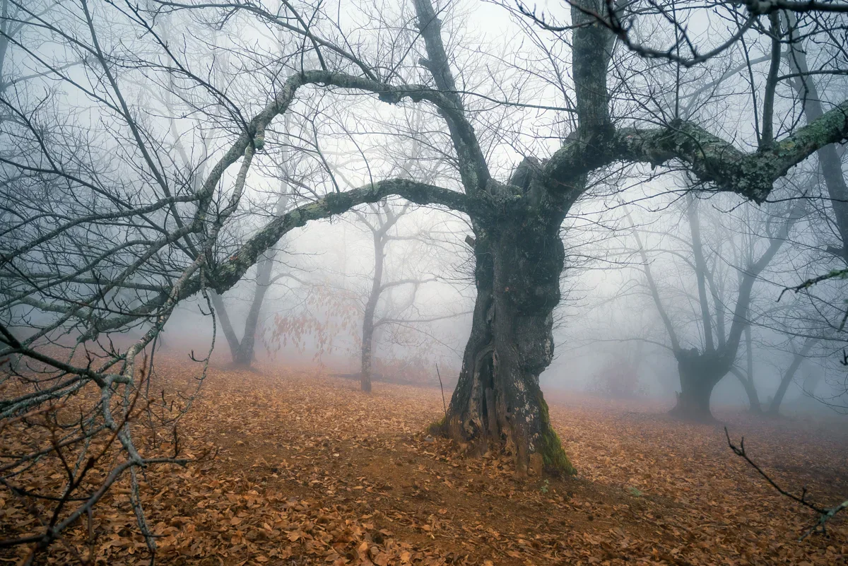A broad, gnarled chestnut trunk and bare branches stand above fallen brown leaves as surrounding trees fade into mist.