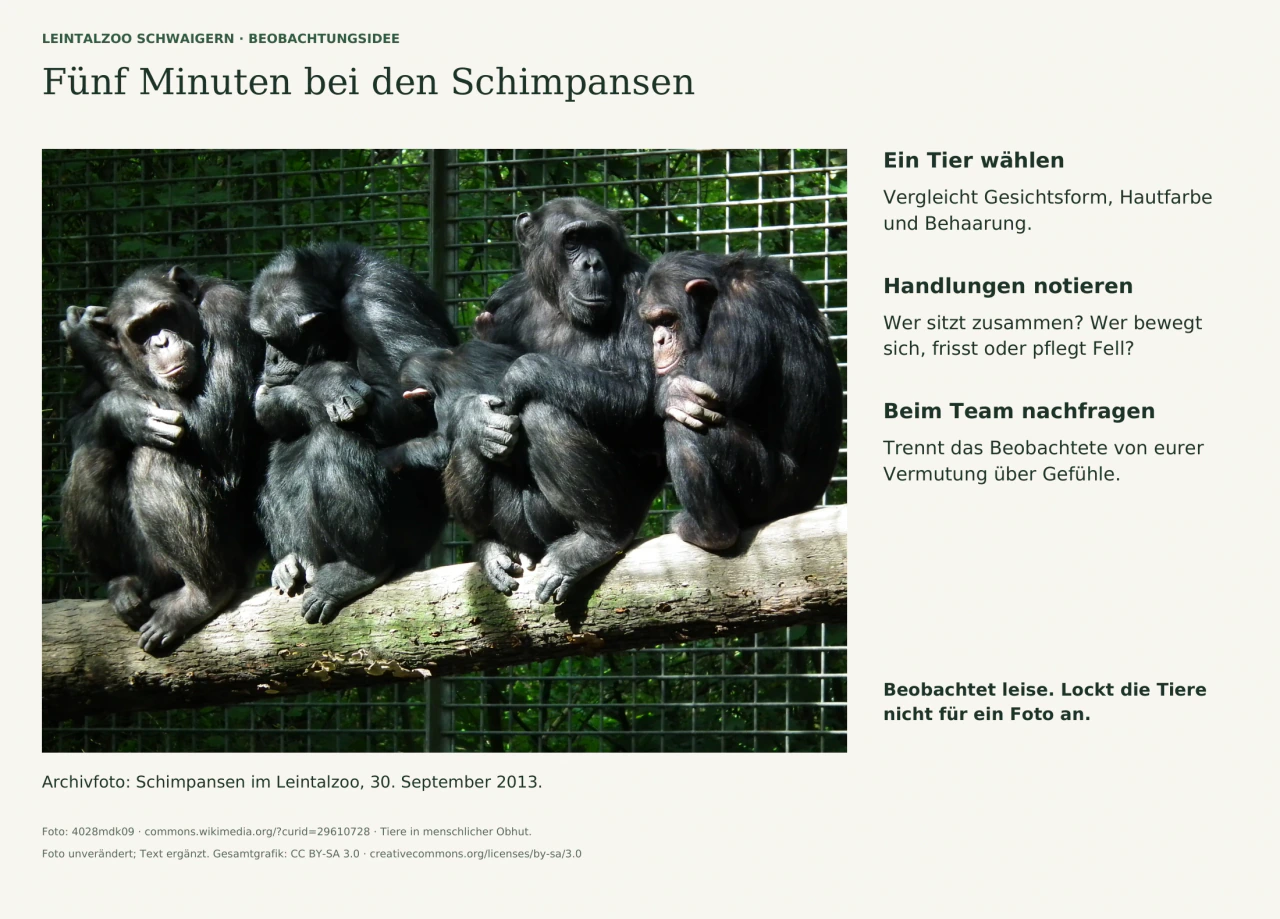 Echte Archivaufnahme mehrerer Schimpansen im Leintalzoo. Daneben stehen drei Beobachtungsschritte: ein Tier anhand seines Gesichts auswählen, sichtbare Handlungen notieren und beim Pflegeteam nachfragen.
