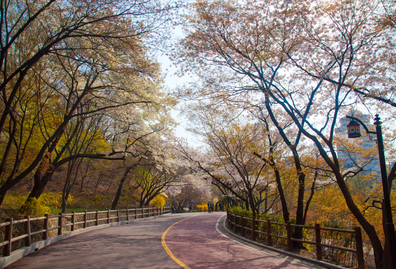 A curving paved path beneath pale blossom, with wooden railings, yellow-flowering shrubs and a few distant walkers.