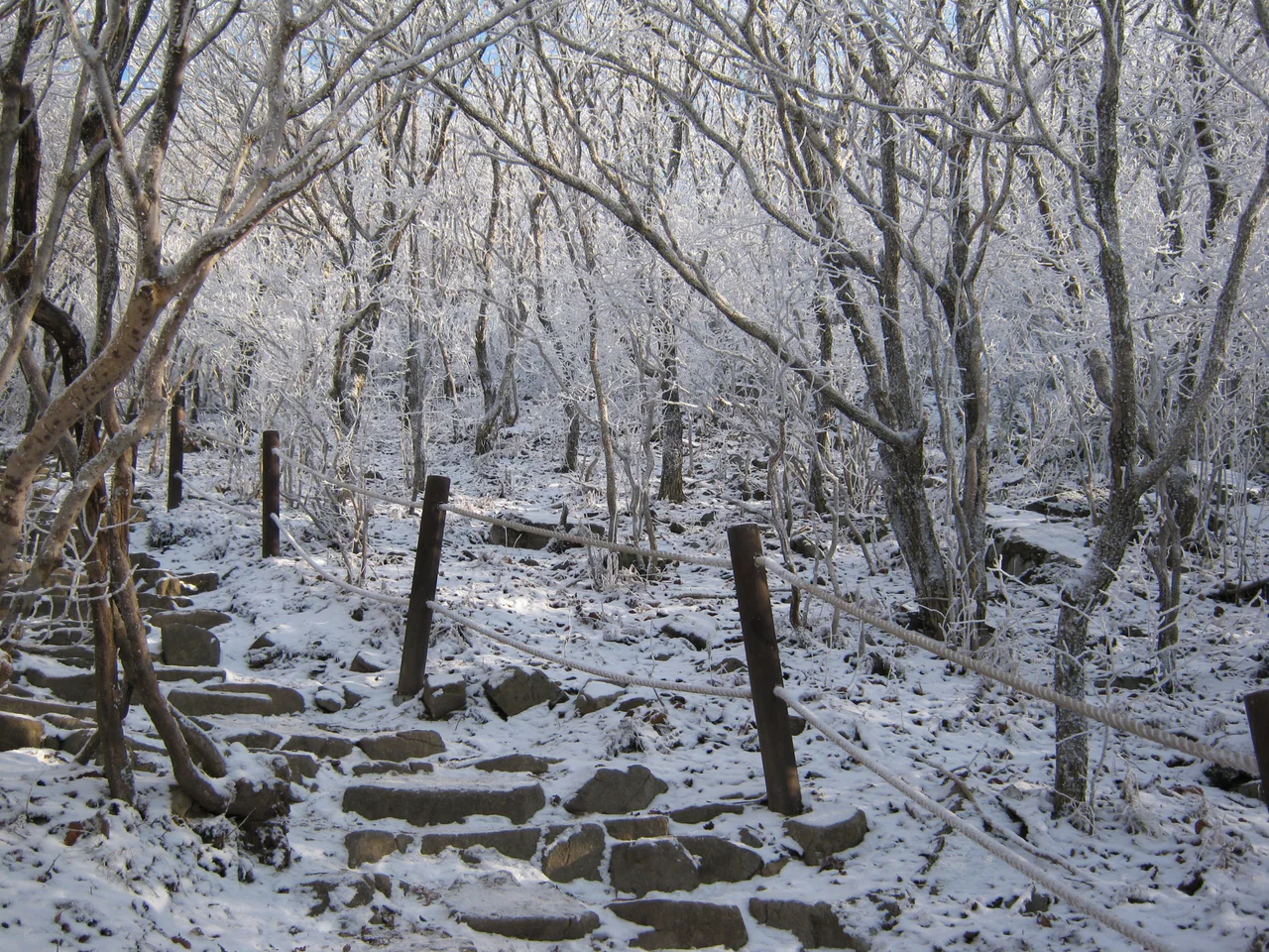 A narrow flight of stone steps winds through bare woodland coated in snow and frost, with a rope handrail beside the path.
