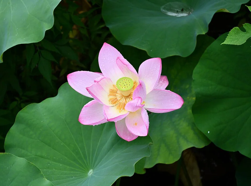 Off-site botanical example: an open pink lotus flower with a yellow-green central seed receptacle and broad green leaves, photographed in Tokyo rather than Shirotori Garden.