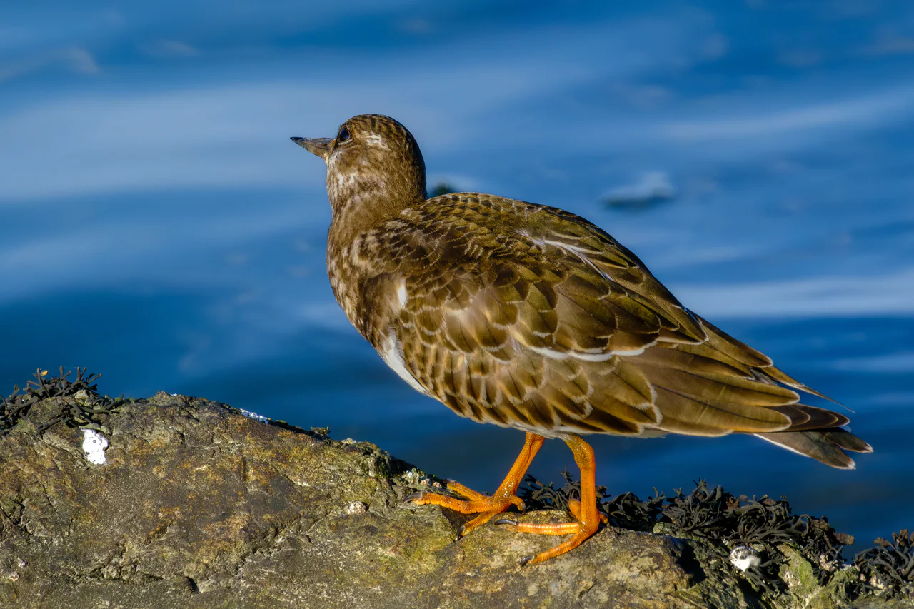 A brown-patterned ruddy turnstone with orange legs stands on a seaweed-fringed rock against blue water.