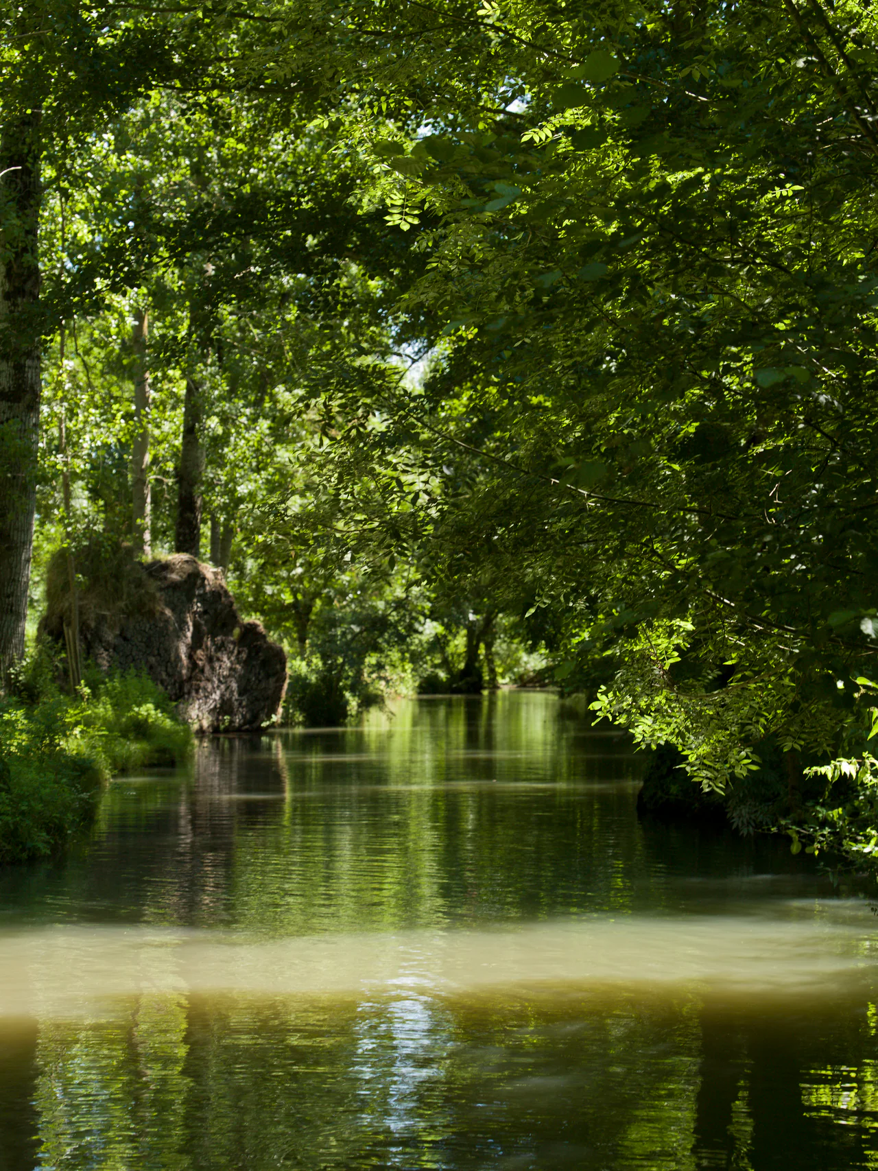 Trees arch over a narrow canal, with dense green foliage, reflections on the water and a pale band of sunlight in the foreground.
