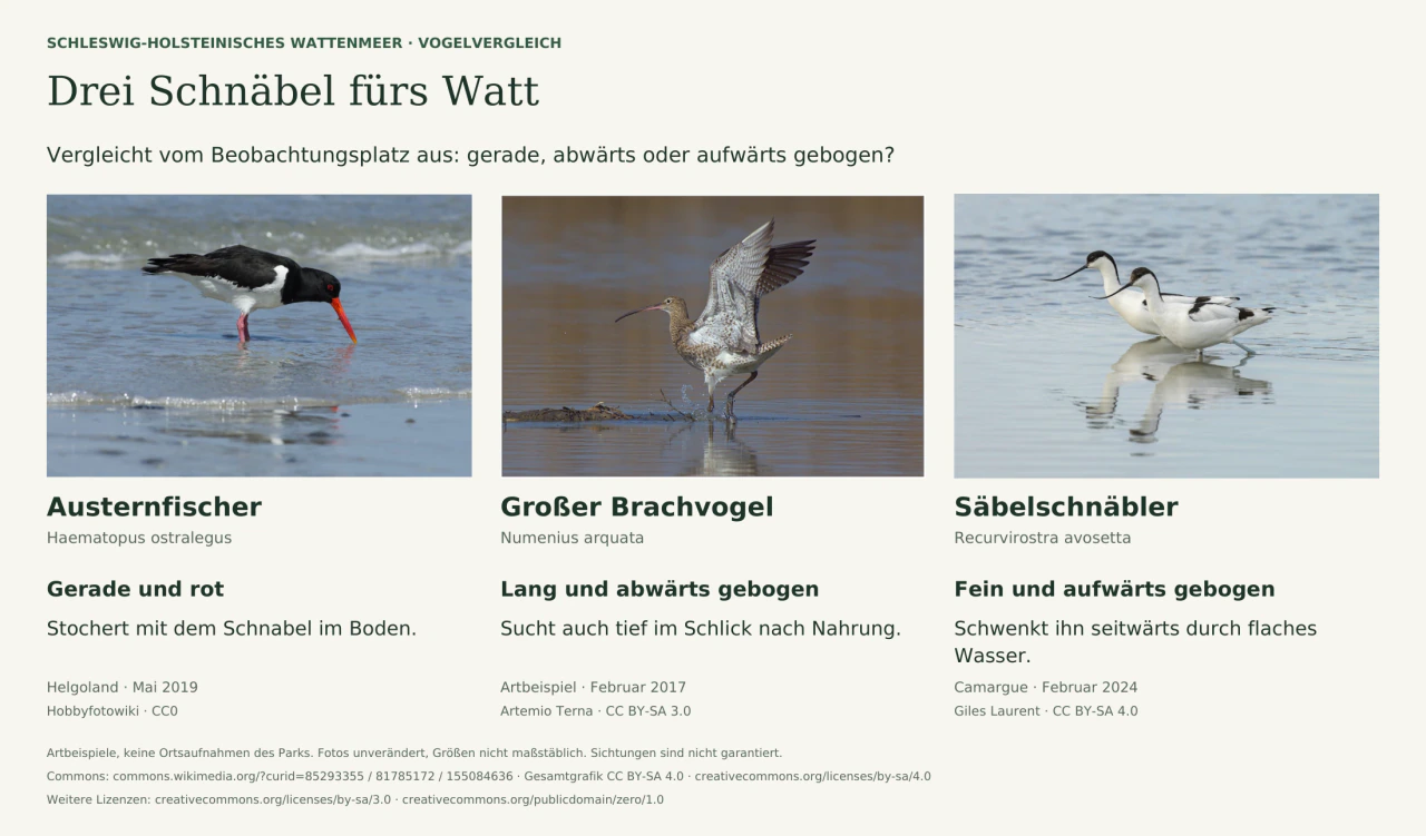 Fotografischer Artenvergleich: Austernfischer mit geradem rotem Schnabel, Großer Brachvogel mit langem abwärts gebogenem Schnabel und Säbelschnäbler mit dünnem aufwärts gebogenem Schnabel. Aufnahmeorte und Fotolizenzen stehen darunter.