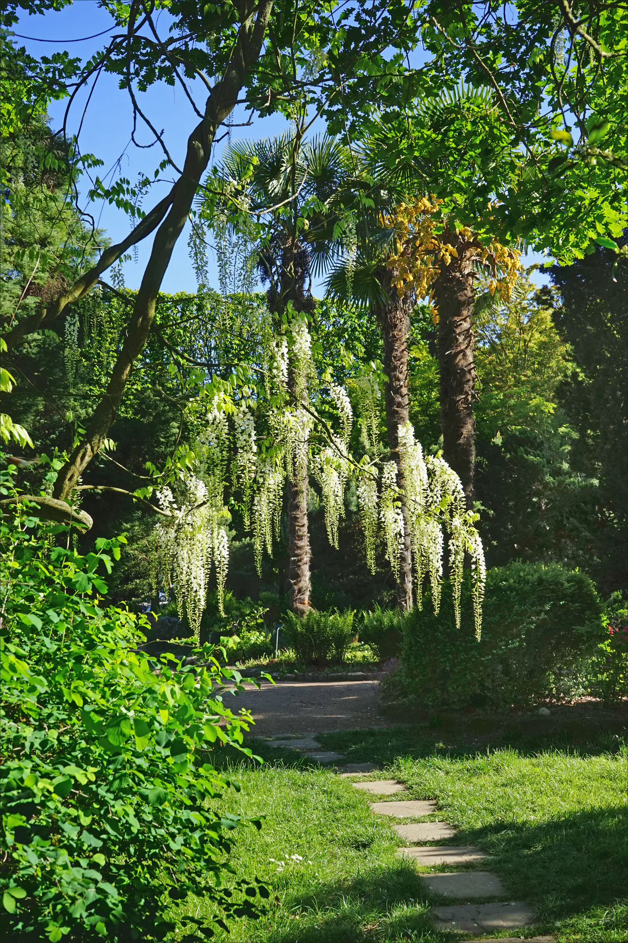 White flower clusters hang before palm trunks and dense foliage above a stepping-stone garden path.
