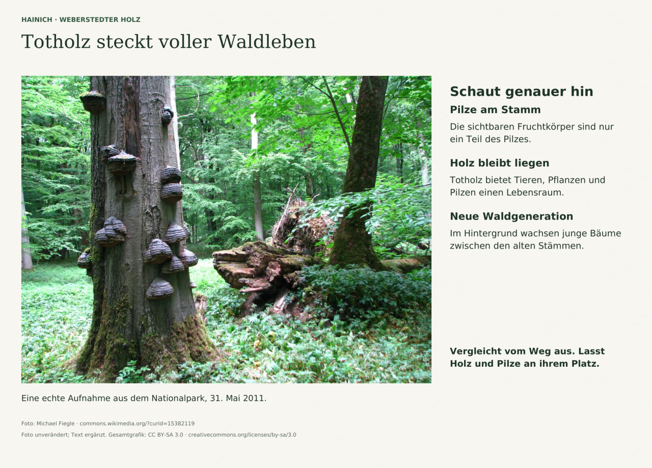 Großes Foto aus dem Hainich: Links wachsen zahlreiche Pilzfruchtkörper am Stamm, rechts liegt abgestorbenes Holz; dahinter stehen junge Bäume. Drei kurze Texte erklären, worauf ihr vom Weg aus achten könnt.