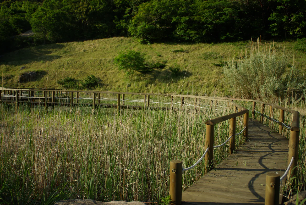 A wooden boardwalk with rope rails curves through tall grassy vegetation below a sunlit slope and dark green woodland.