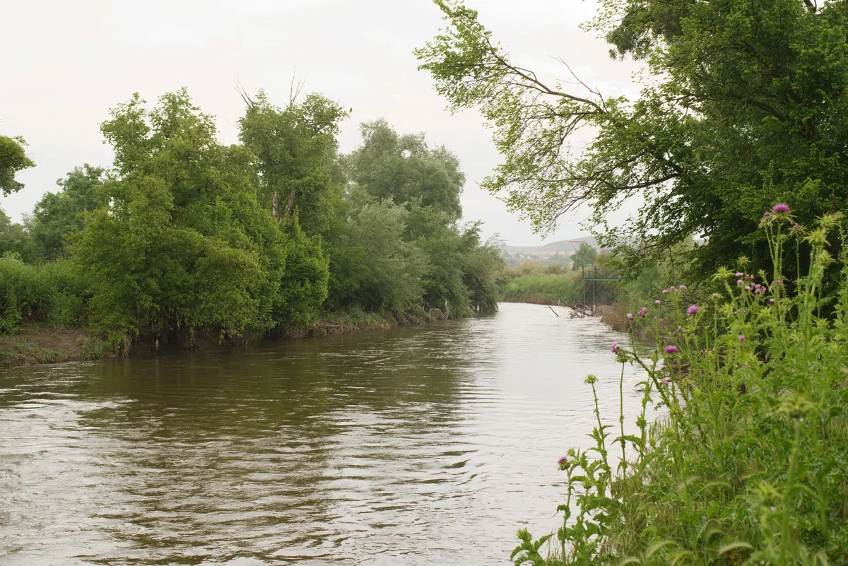 A river runs between dense green trees, with purple-flowered plants on the near bank and a pale overcast sky.
