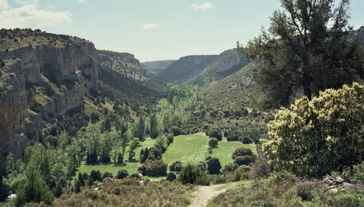 A green valley with fields and rows of trees lies between steep pale cliffs, with shrubs and a descending earth path in the foreground.