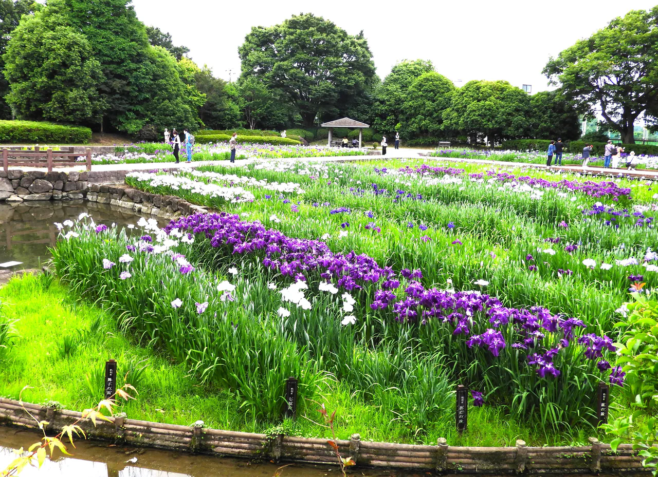 Beds of purple and white irises surround water and raised paths, with visitors, a shelter and leafy trees in the background.