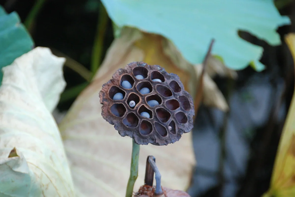 Off-site botanical example: a brown, circular lotus seed head with hollow chambers and remaining pale seeds, against softly blurred leaves at Kōraku-en, Okayama.