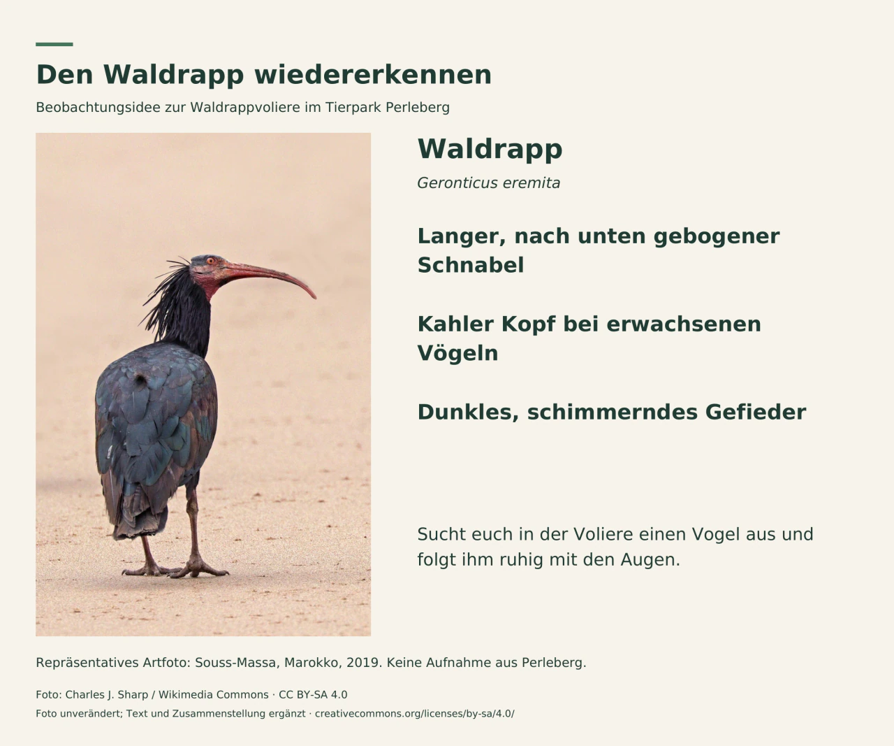 Waldrapp im Souss-Massa-Nationalpark mit langem gebogenem Schnabel, kahlem Kopf und dunklem Gefieder. Deutsche Beschriftung nennt diese Merkmale erwachsener Vögel. Kein Foto aus Perleberg.