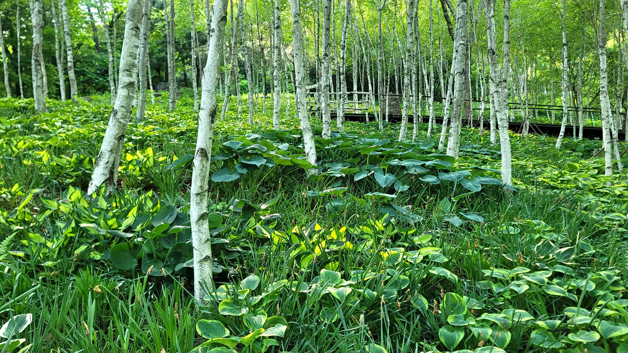 Pale tree trunks rise above dense green groundcover, with a raised wooden walkway behind them.