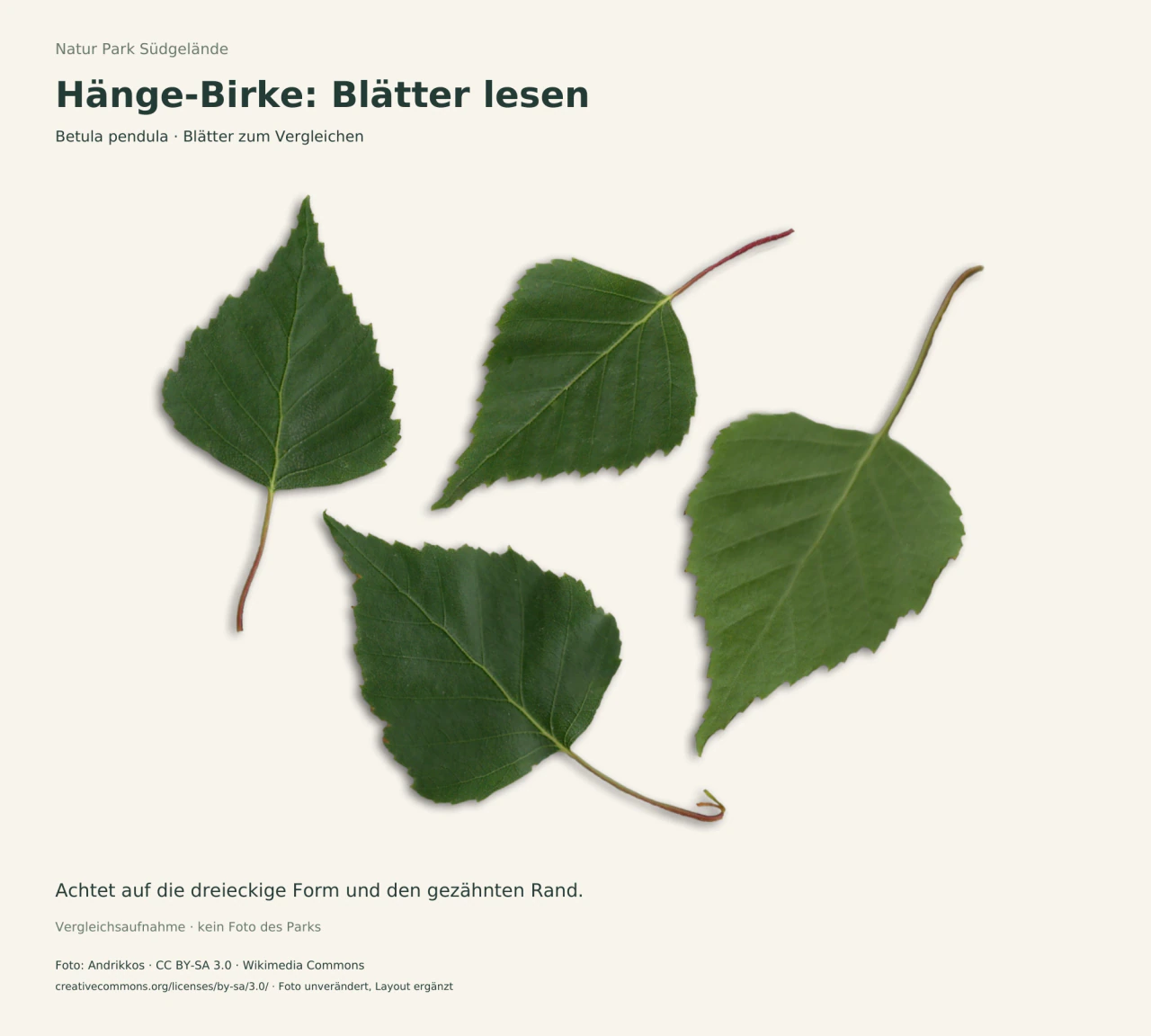 Grüne Hänge-Birkenblätter auf hellem Grund; Blattadern und gezähnte Ränder sind deutlich sichtbar.
