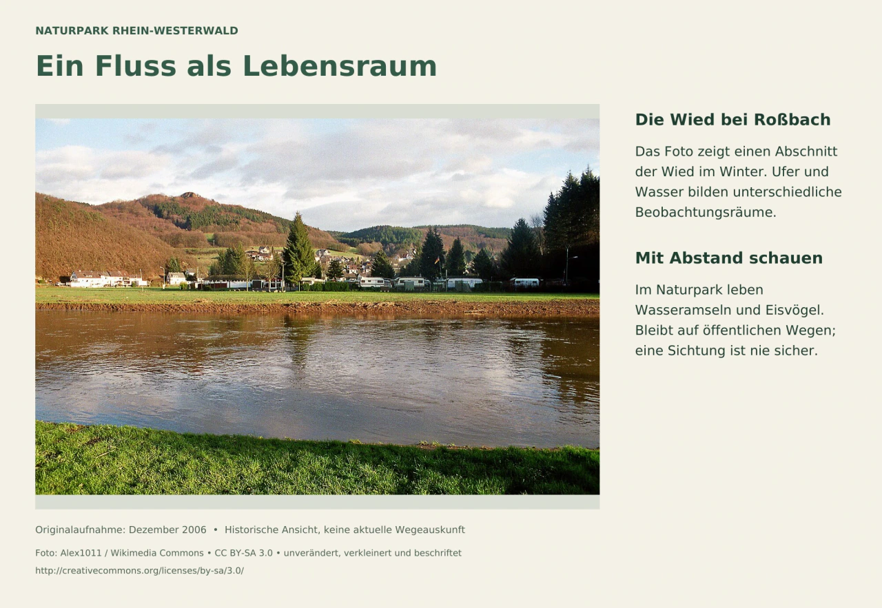 Die Wied bei Roßbach zwischen winterlichen Ufern.
