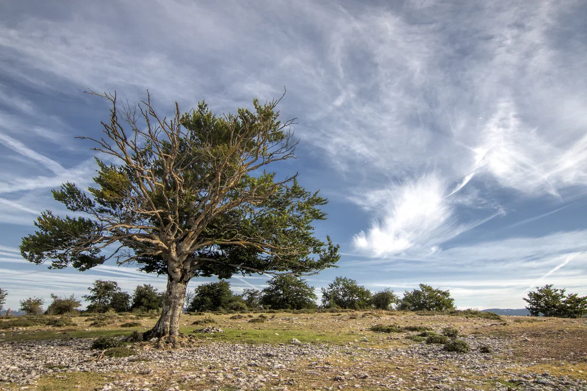 Un árbol solitario de copa extendida crece en un pastizal abierto salpicado de caliza clara, con árboles más pequeños en el horizonte y nubes alargadas en el cielo.