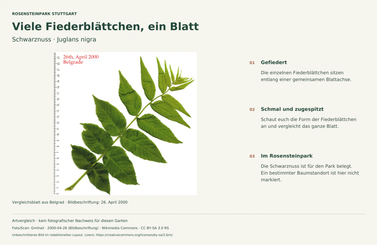 Ein gefiedertes Schwarznussblatt mit vielen schmalen Fiederblättchen und deutschen Hinweisen zu Blattaufbau und Parkbeleg.