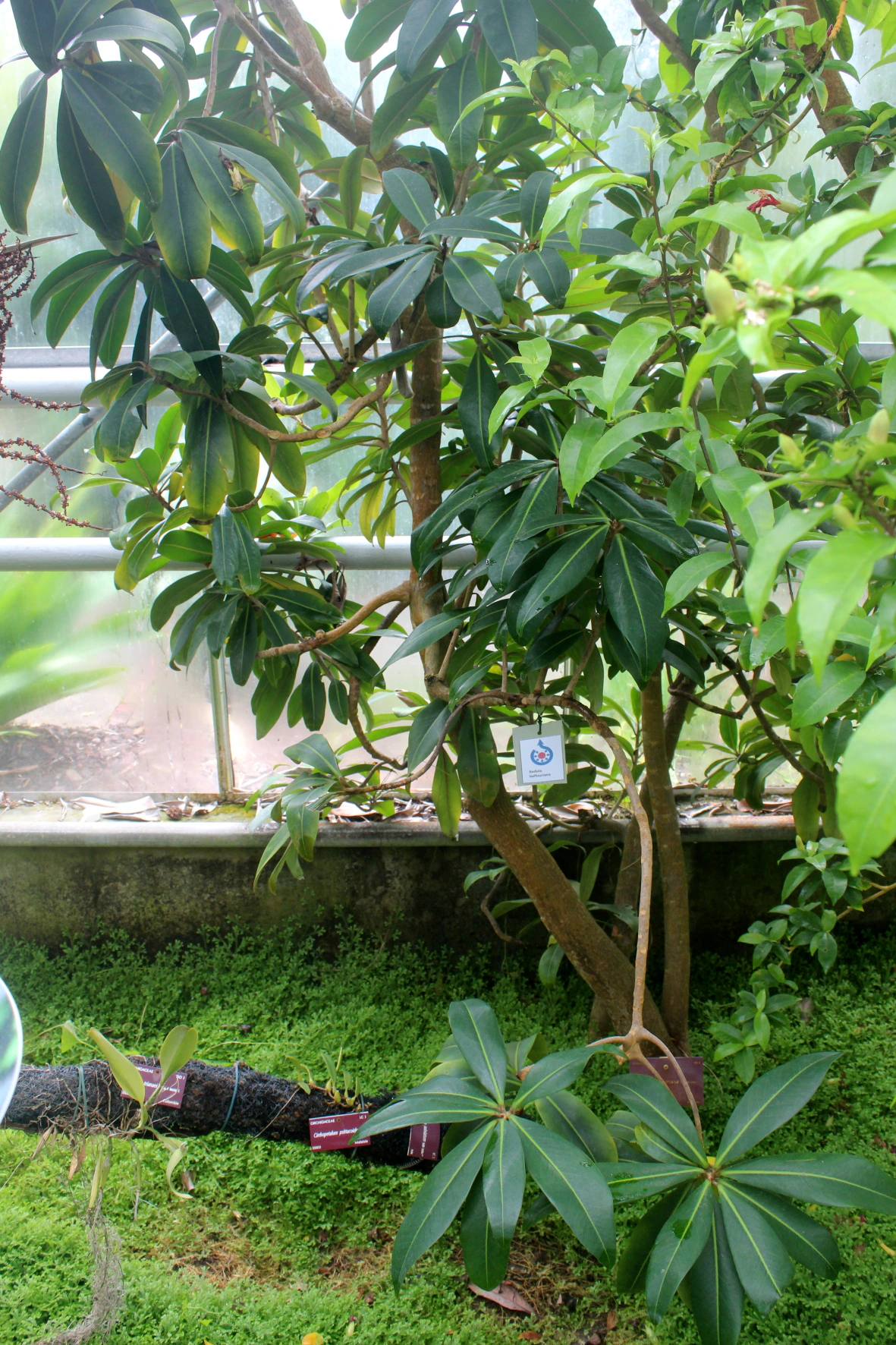 A woody shrub with long dark-green leaves grows inside a greenhouse among smaller plants; a hanging label identifies it as Badula balfouriana.