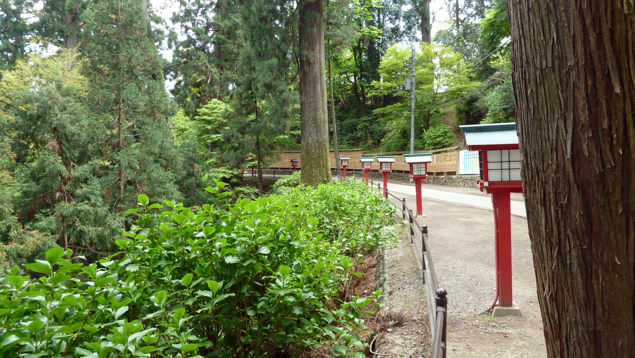 A paved path curves through tall trees beside red-and-white lanterns, a low railing and dense green plants.