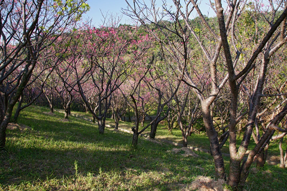 Pink-flowering trees cover a grassy slope, with a narrow stepped path winding through the trunks and green woodland behind.